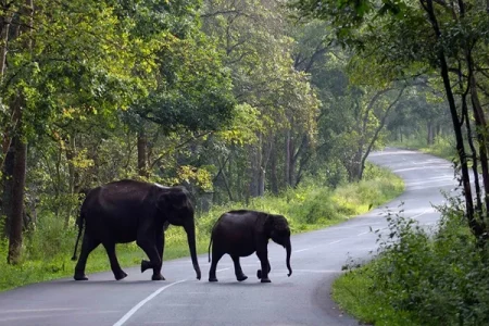 Eco-Tourism Escapes in Kerala: Responsible Travel Experiences