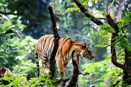 Monsoon Magic: Why You Should Visit Karnataka & Kerala in the Rainy Season